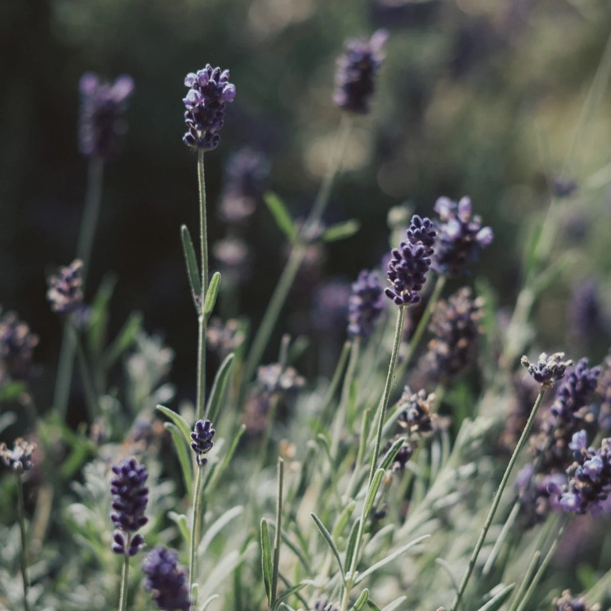 Organic Lavender Essential Oil