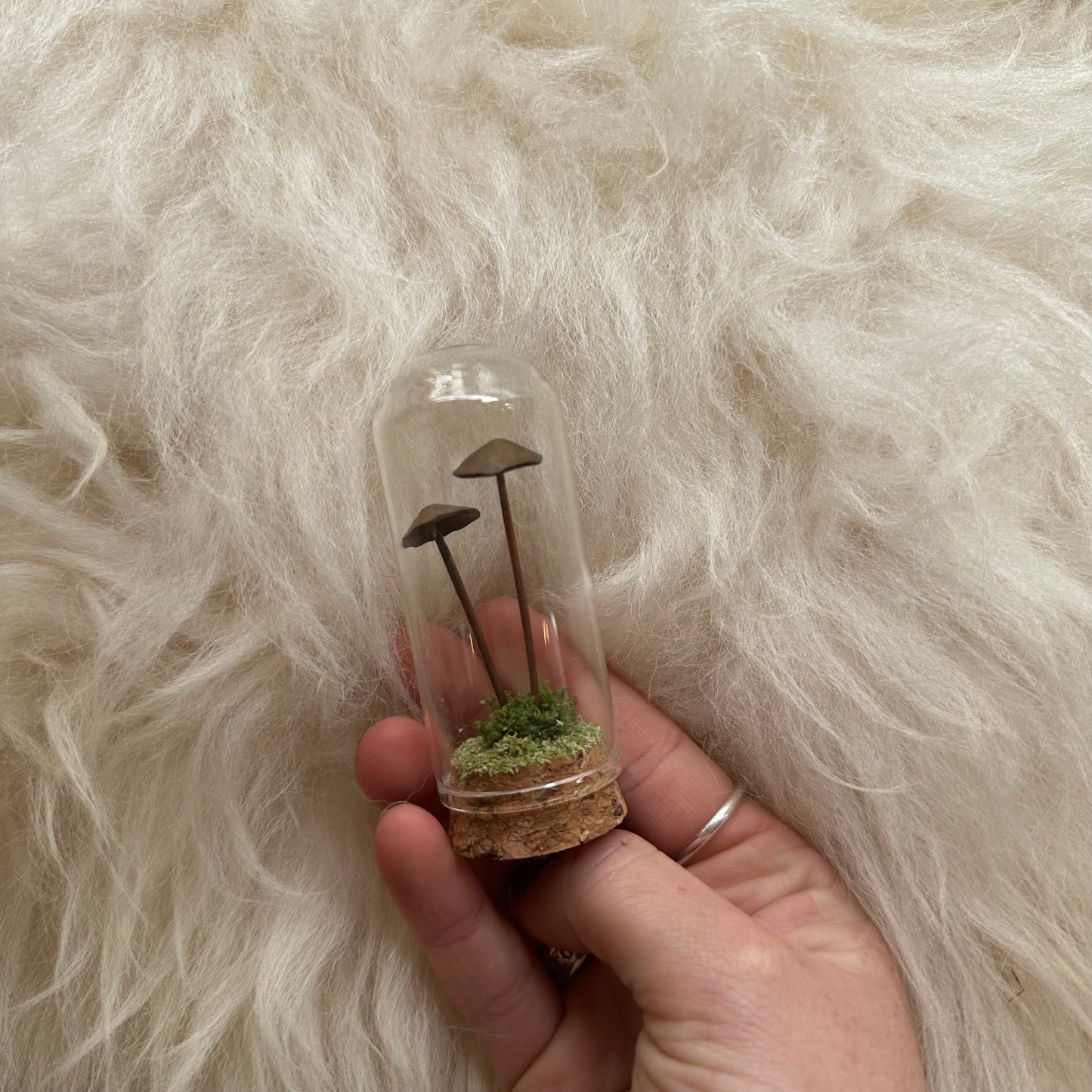 Mushroom Terrariums